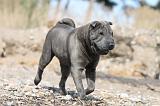 SHAR-PEI 224